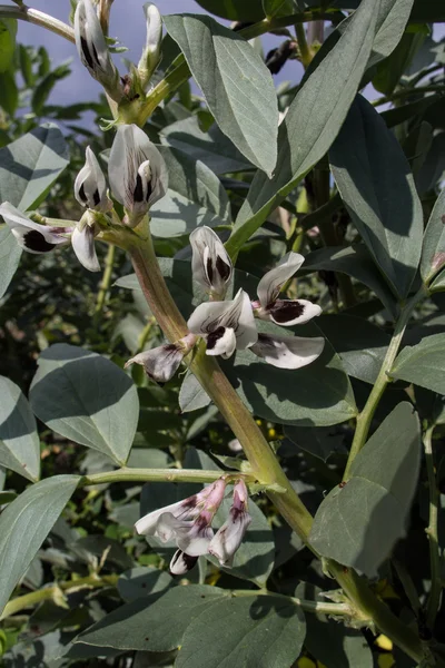 Feijão verde Flores — Fotografia de Stock