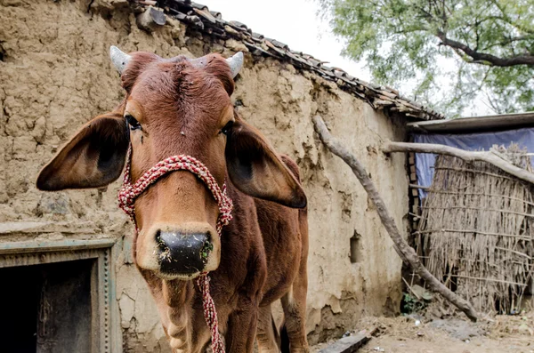 A cow — Stock Photo, Image