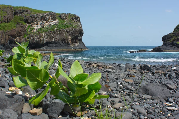 Senegal, isle de la madeleine — Stockfoto