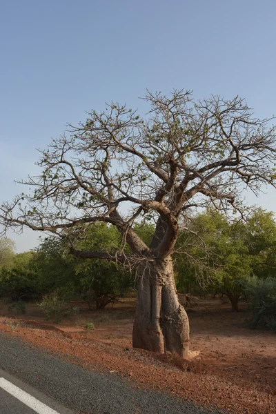 Baobab — Zdjęcie stockowe