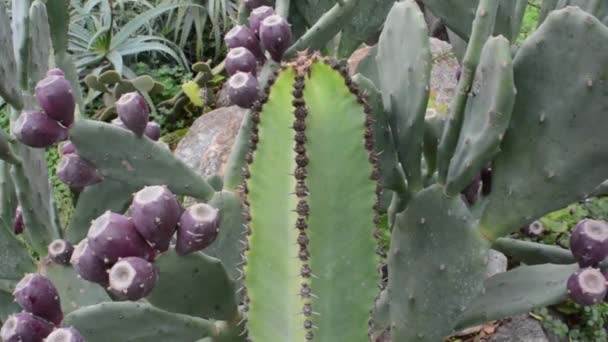 Plante plate 