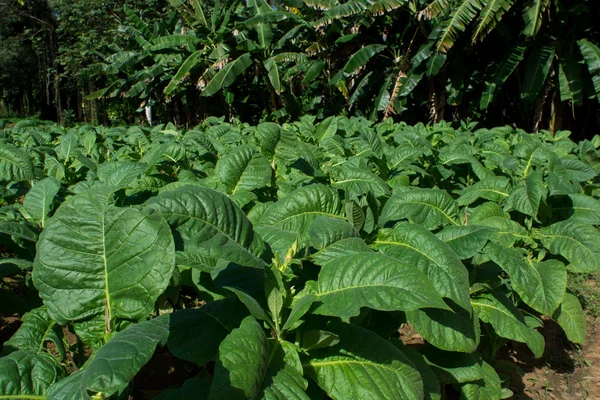 Табачные растения — стоковое фото