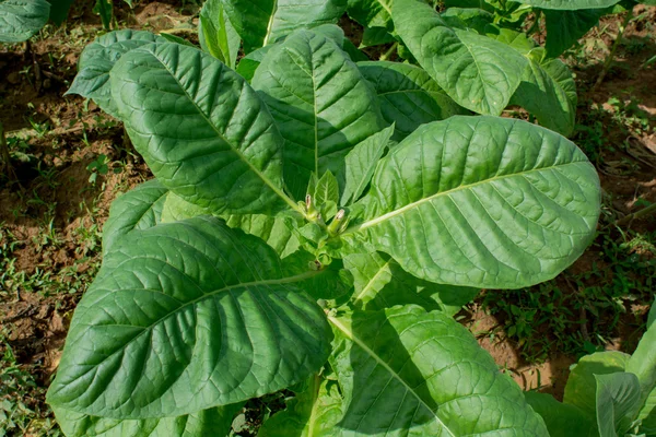 Tobacco plants — Stock Photo, Image