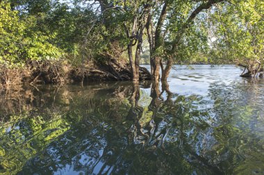 Zambezi Nehri