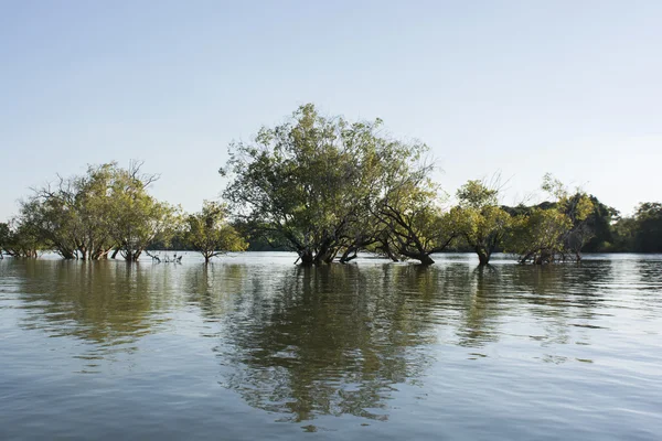 Río Zambezi — Foto de Stock