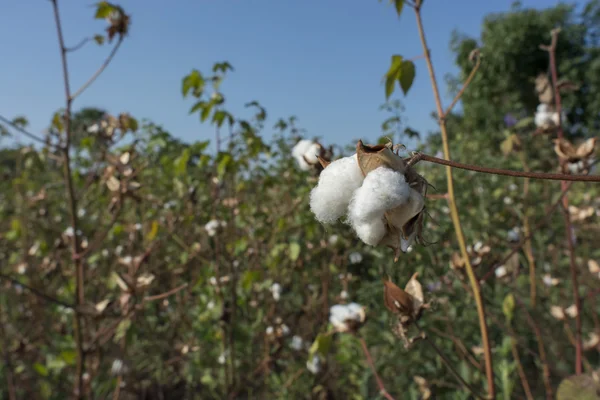 Cotton plants — Stock Photo, Image