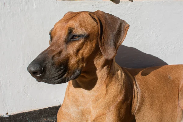 Rhodéský pes — Stock fotografie