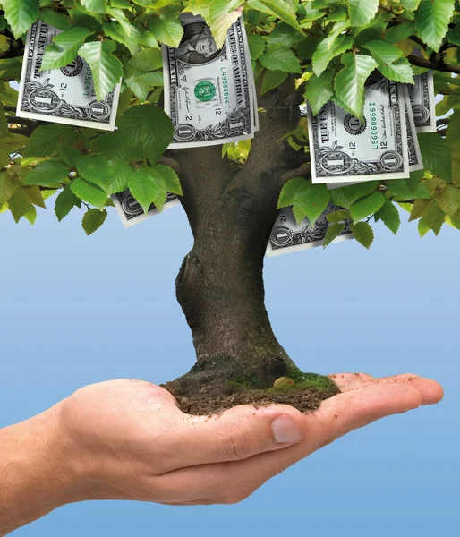 Money Tree — Stock Image Money Tree Royalty Free Stock Images