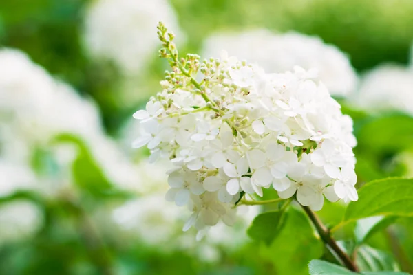 Selektywne Skupienie Się Pięknym Krzewie Kwitnącej Białej Hortensji Lub Hortensji — Zdjęcie stockowe