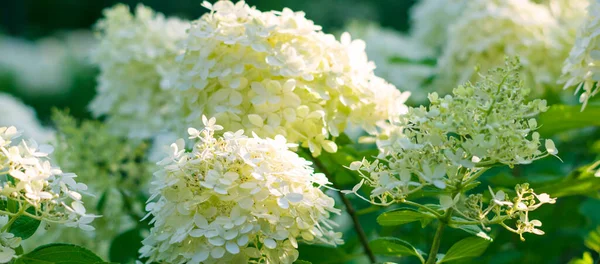 Selectieve Focus Prachtige Struik Van Bloeiende Witte Hortensia Hortensia Hortensia — Stockfoto