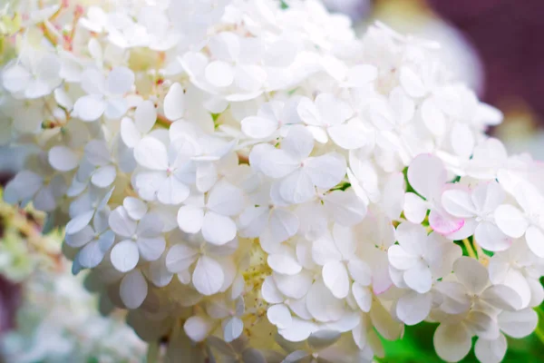 Selektywne Skupienie Się Pięknym Krzewie Kwitnącej Białej Hortensji Lub Hortensji — Zdjęcie stockowe
