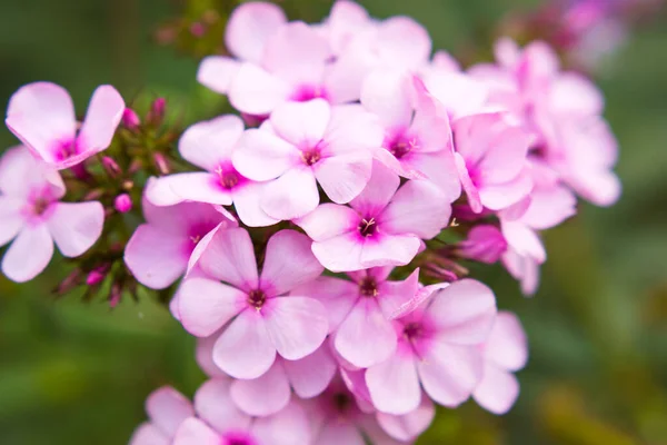 Pink Violet Phloxes Garden Summer Close Image Selected Focus — Stock Photo, Image