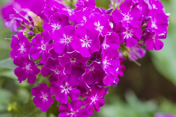 Pink Violet Phloxes Garden Summer Close Image Selected Focus — Stock Photo, Image