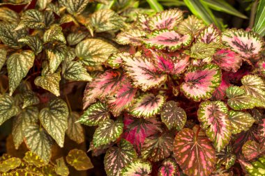 Kırmızı, yeşil ve beyaz begonya yaprakları. Yakın çekim yaprakları. Çiçek..