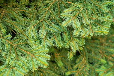 Doku arka planı olarak yeşil ladin dalları. Mavi ladin yaprağı. Noel ve yeni yıl arkaplanı. 
