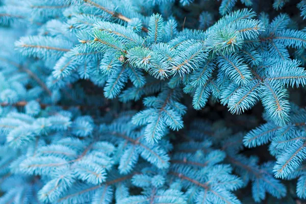 Green Spruce Branches Texture Background Blue Spruce Foliage Christmas New — Stock Photo, Image