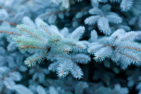 Green Spruce Branches Texture Background Blue Spruce Foliage Christmas New — Stock Photo, Image