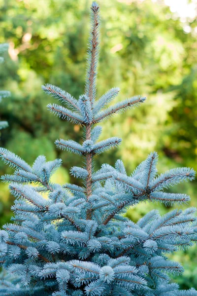 Green Spruce Branches Texture Background Blue Spruce Foliage Christmas New — Stock Photo, Image