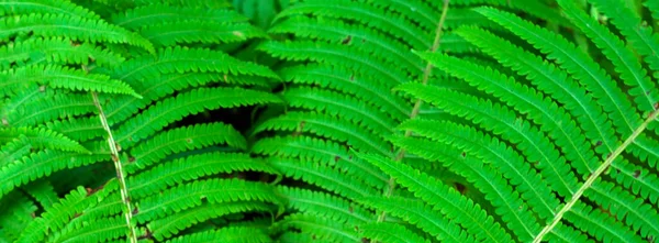 Green Foliage Fresh Spring Fern Leaves Natural Close Background — Stock Photo, Image