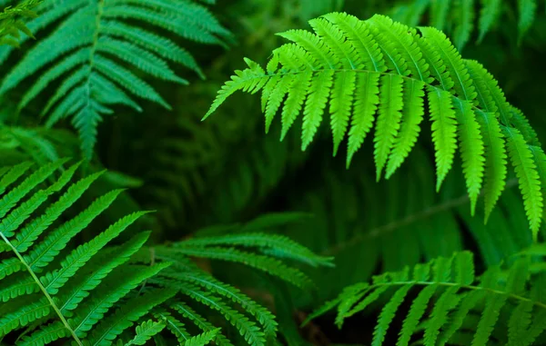 Green Foliage Fresh Spring Fern Leaves Natural Close Background — Stock Photo, Image