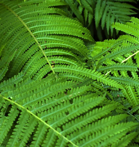 Feuillage Vert Des Feuilles Fraîches Fougère Printanière Fond Naturel Gros — Photo