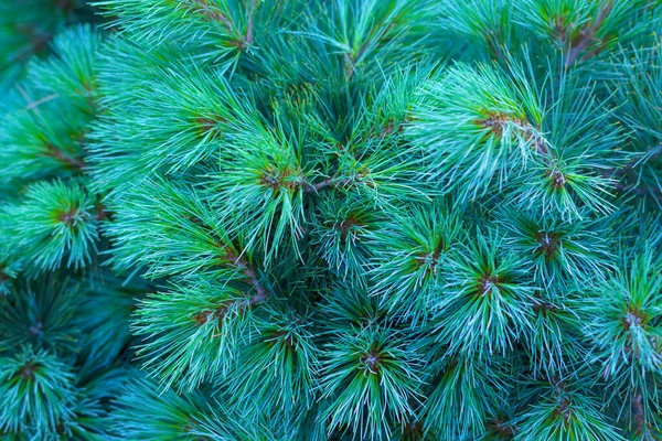 Green Spruce Branches Texture Background Blue Spruce Foliage Christmas New — Stock Photo, Image