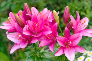 Güneşli yaz bahçesinde yeşil yapraklar üzerinde güzel pembe zambak (Lilium longiflorum) çiçeği. Zambak çiçeğinin yakın çekim makrosu.