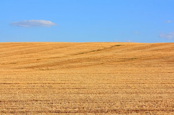 Il campo di grano falciato — Foto Stock