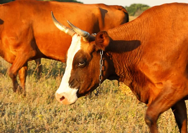 Las vacas están en el pasto — Foto de Stock