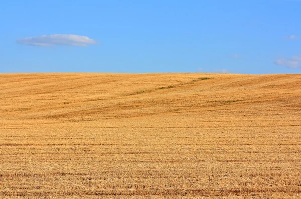 Поле скошування пшениці — стокове фото