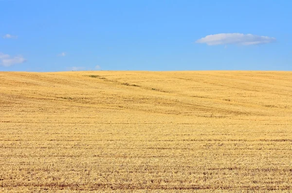 Het gebied van gemaaide tarwe — Stockfoto