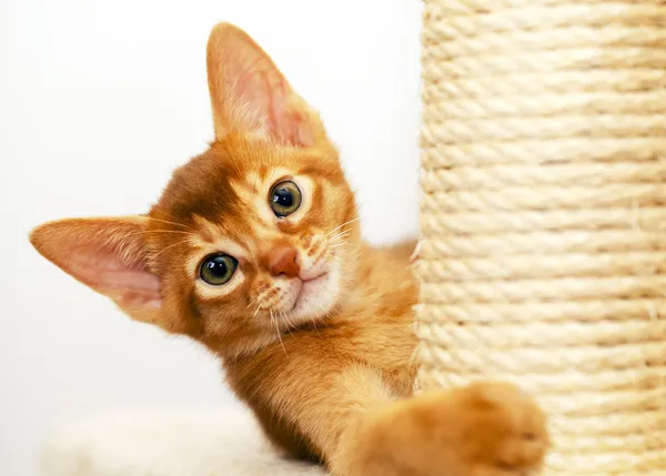 Kucing abyssinian