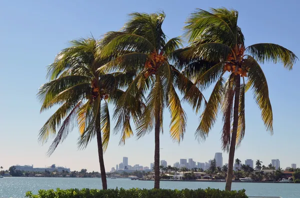 SoBe Tropical Views — Stock Photo, Image