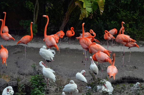 Flamingi i ibises — Zdjęcie stockowe