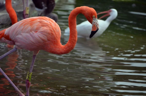 Flamingo i en zoo voljär — Stockfoto