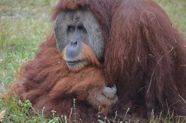 Orangutang Lost in Thought — Stock Photo, Image