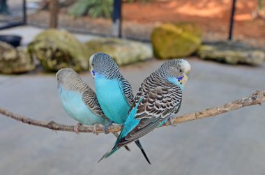 Three Budgies Resting on a Thin Branch clipart