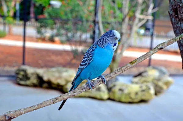 Pássaro azul Budgie — Fotografia de Stock