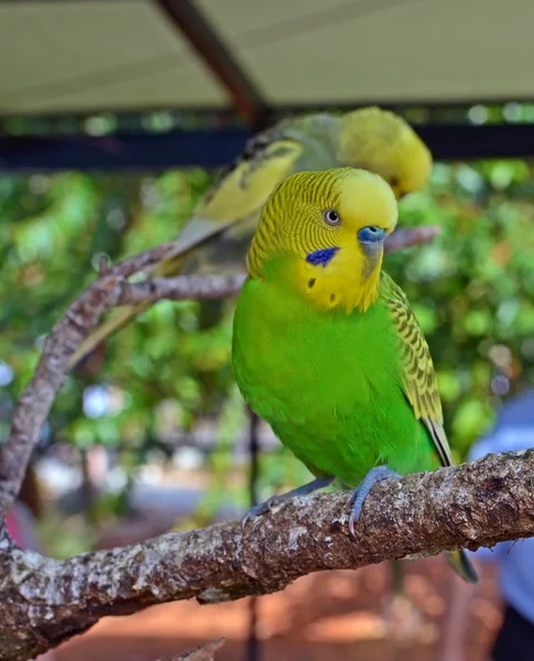 Żółty i zielony budgie ptak — Zdjęcie stockowe