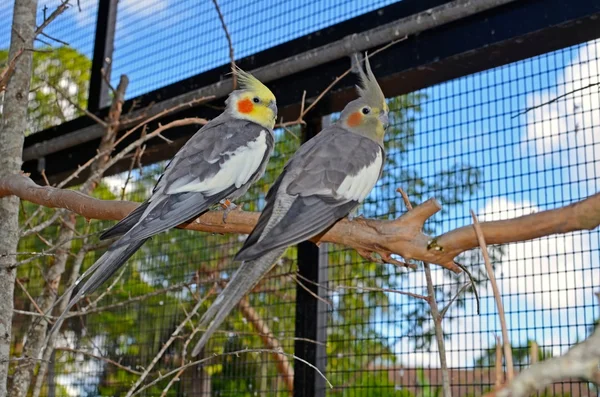 A Pair of Cockatiels — Stock Photo, Image