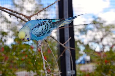 muhabbet kuşu kuş aka muhabbet kuşu