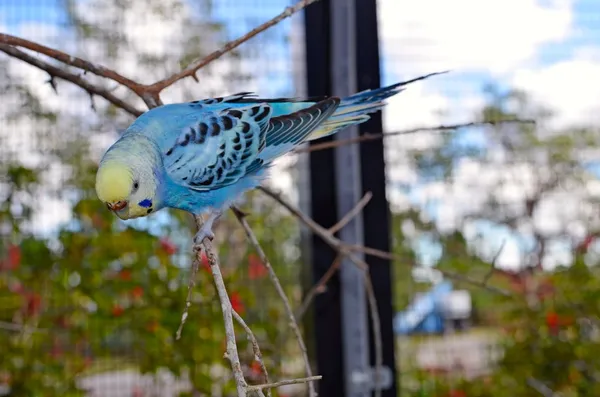 Хвилястий Папужка птах ака Папуги хвилясті — стокове фото