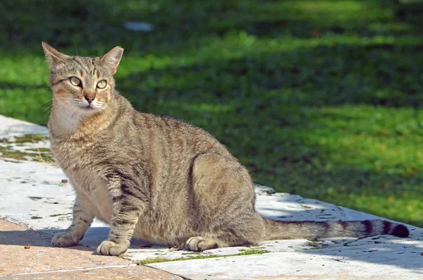 妊娠中の野生の猫 — ストック写真
