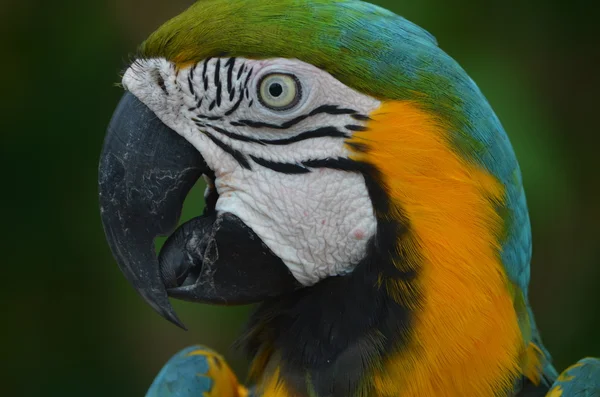 Profilo di Macaw — Foto Stock