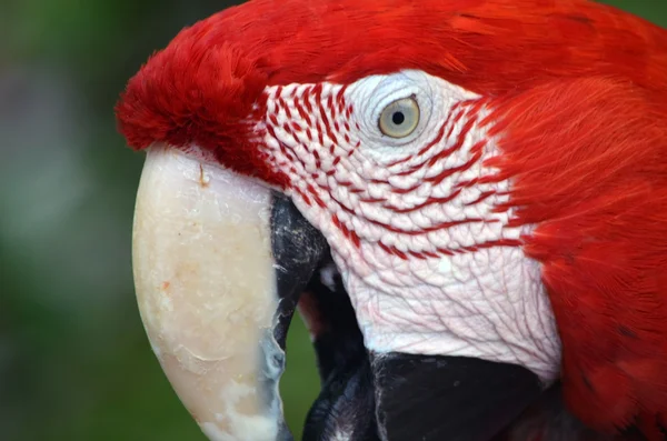 Scarlet macaw profilin — Stok fotoğraf