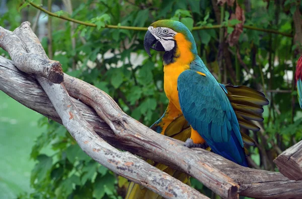 Papagei hockt auf abgesägten Gliedmaßen — Stockfoto