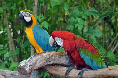 Bay ve mrs.macaw