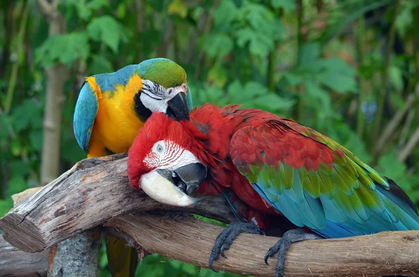 Macaw toelettatura — Foto Stock
