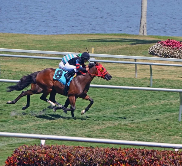 Turf Racers — Stock Photo, Image