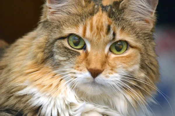 줄무늬 고양이 얼굴 — 스톡 사진